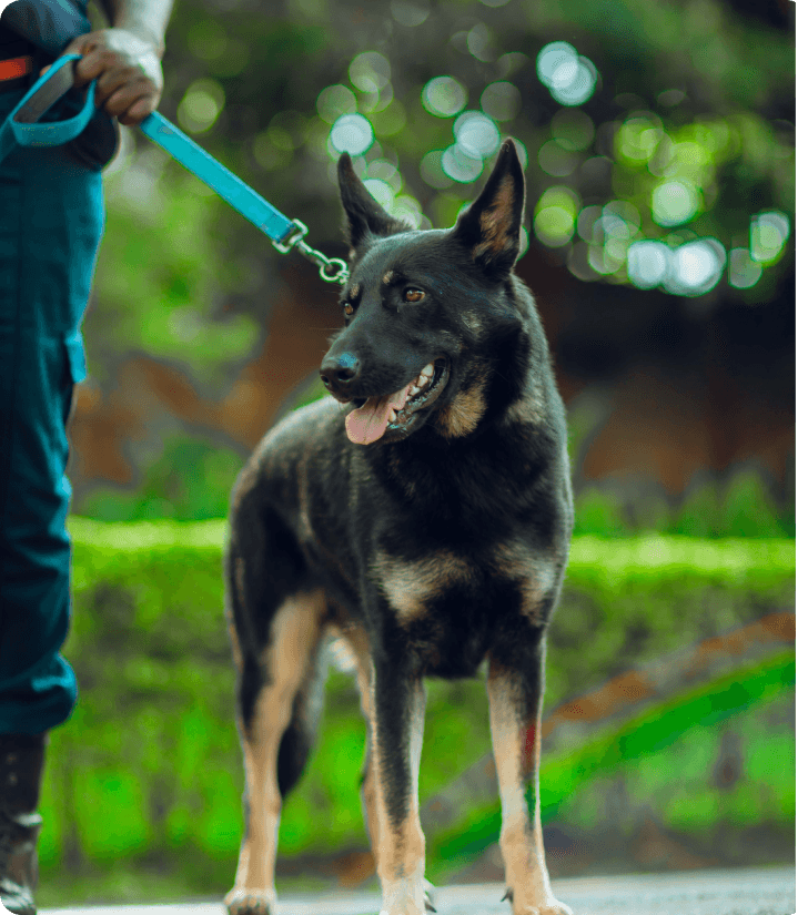 Why choose SGA Security in Uganda